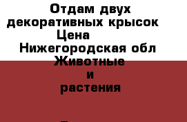 Отдам двух декоративных крысок. › Цена ­ 50 - Нижегородская обл. Животные и растения » Грызуны и Рептилии   . Нижегородская обл.